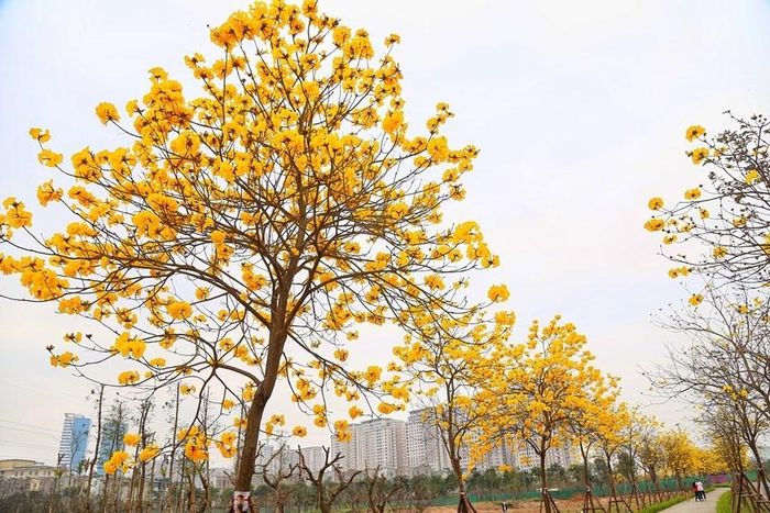 Phong linh là loài cây thân gỗ, hoa nở rộ cùng lúc. Ảnh: ST/ https://dulich.petrotimes.vn/