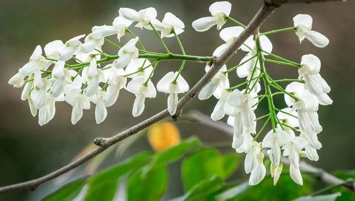 Loài hoa mỏng manh, trắng muốt, nở rộ trong tiết trời nồm ẩm. Ảnh: ST/ https://dulich.petrotimes.vn/
