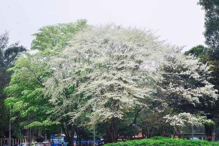 Hoa sưa - một loài hoa đặc trưng của Hà Nội trong tháng Ba. Ảnh: ST/ https://dulich.petrotimes.vn/