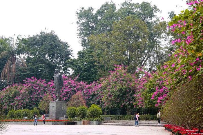 Ban tím nở rộ ở khu vực công viên Lênin (đường Điện Biên Phủ). Ảnh: ST/ https://dulich.petrotimes.vn/