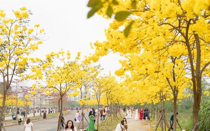 Con đường hoa phong linh tại một khu đô thị ở Hà Đông thu hút rất đông người tới chụp ảnh. Ảnh: ST/ https://dulich.petrotimes.vn/