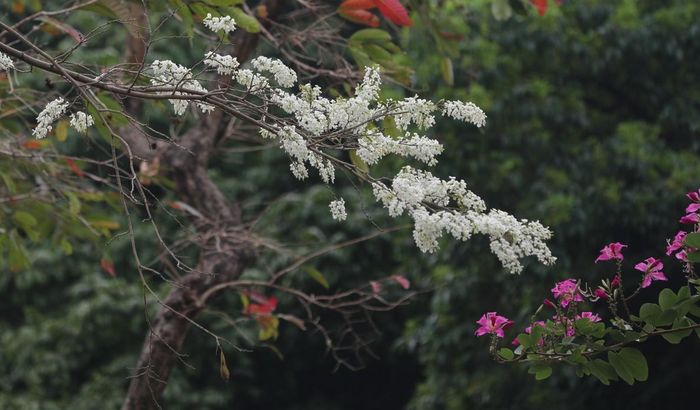 Hoa sưa trắng bên hoa ban tím. Ảnh: ST/ https://dulich.petrotimes.vn/