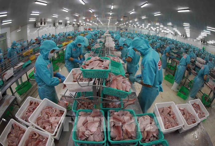 Chế biến cá tra phi lê xuất khẩu tại nhà máy của Tập đoàn Sao Mai. Ảnh: Vũ Sinh - TTXVN 