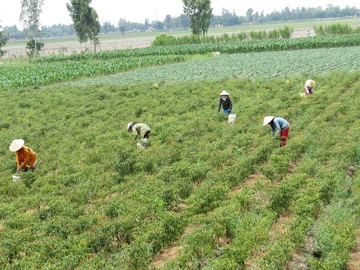 Nông dân huyện Thanh Bình thu hoạch ớt