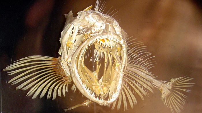 Dù nhiều nghiên cứu được đưa ra nhưng nguyên nhân loài cá này thay răng liên tục trong suốt cuộc đời của mình vẫn còn là một điều bí ẩn