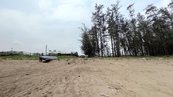 Hàng cây dương vốn rộng hàng chục mét, kéo dài hàng kilomet giờ đây chỉ còn "loe hoe".