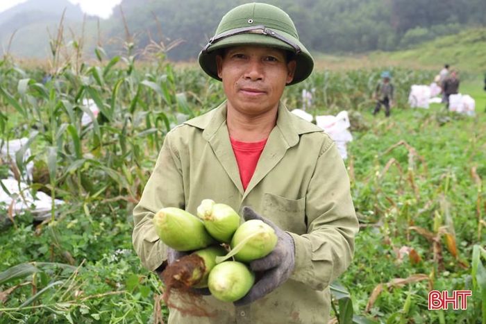 Ngô ngọt hiệu quả kinh tế cao, chất lượng cao hơn hẳn nên bà con rất phấn khởi.