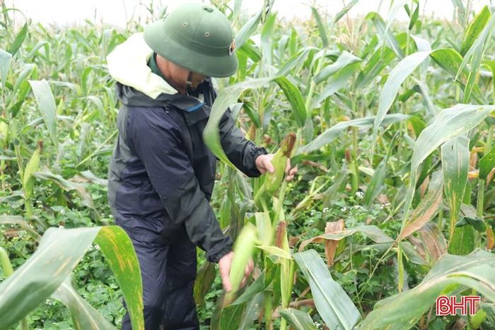 Thu hoạch ngô ngọt tại thôn Trung Lưu, xã Sơn Tây.