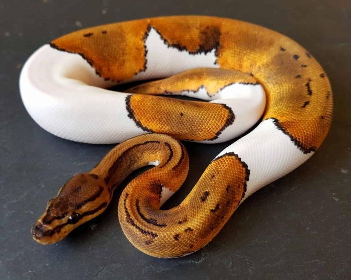 Những con trăn bóng Pied độc đáo có thể có giá lên tới 17.000 USD.