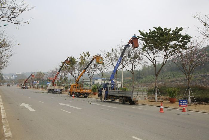  Công nhân môi trường cắt tỉa cho hoa ban nở 