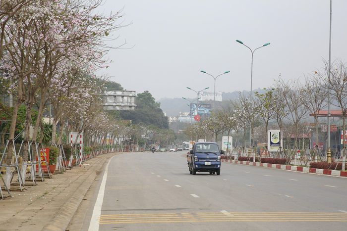  Con đường dẫn vào thành phố Sơn La nở trắng hoa ban 