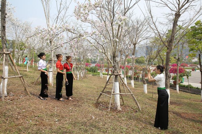  Dịp này, nhiều du khách khắp nơi đổ về Sơn La ngắm hoa ban 