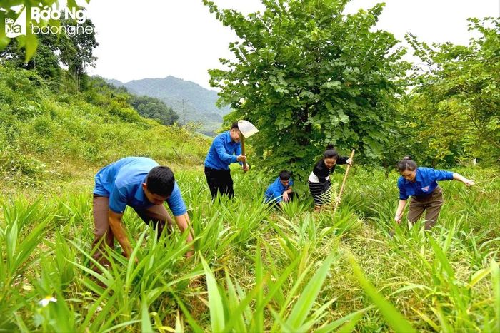 Người dân các địa phương tích cực trồng rừng. Ảnh: Hoài Thu