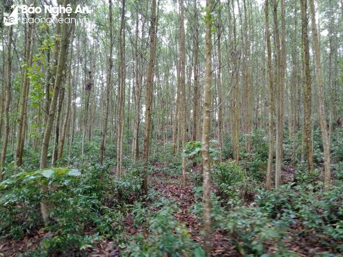 Khu vực rừng sản xuất bị trùm bởi rừng đặc dụng mà người dân xã Nam Thanh đang kiến nghị được chuyển đổi. Ảnh: TĐ