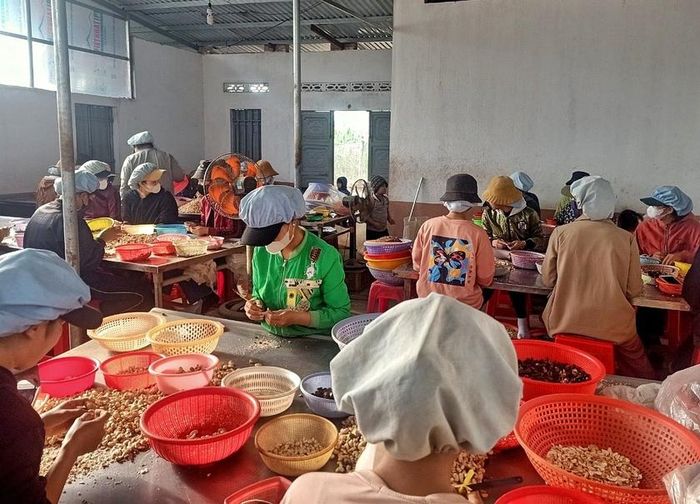 Tổ bóc tách hạt điều của phụ nữ làng Mơ Nú. Ảnh: M.C