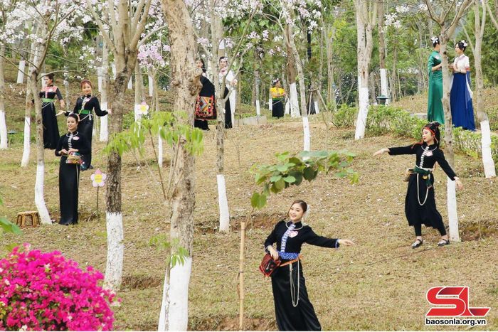 Thiếu nữ dân tộc Thái bên hoa ban.