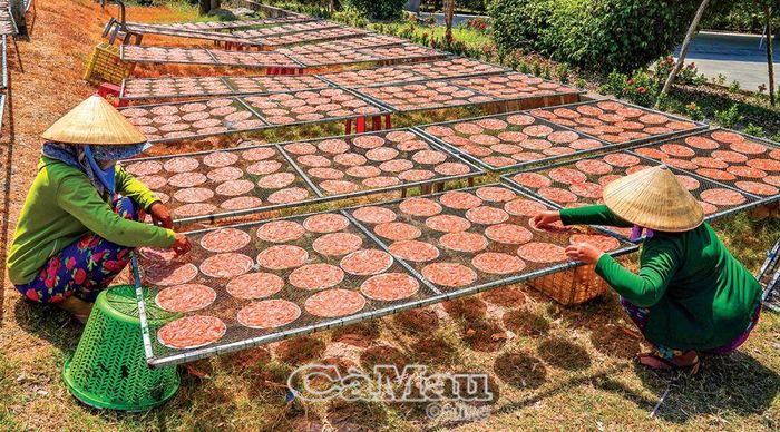 Bánh tráng cá cơm được phơi theo cách thủ công truyền thống, mang đậm đà hương vị nắng gió xứ biển.
