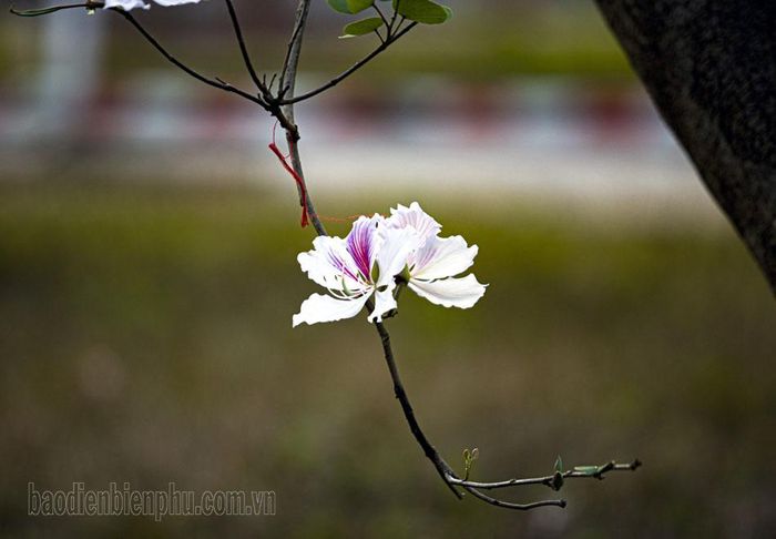 Hoa ban là loài hoa tượng trưng cho sự chung thủy lứa đôi của chàng trai, cô gái vùng cao Tây Bắc.
