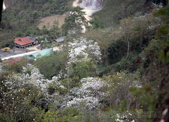 Dốc hoa ban xã Tủa Thàng, huyện Tủa Chùa.