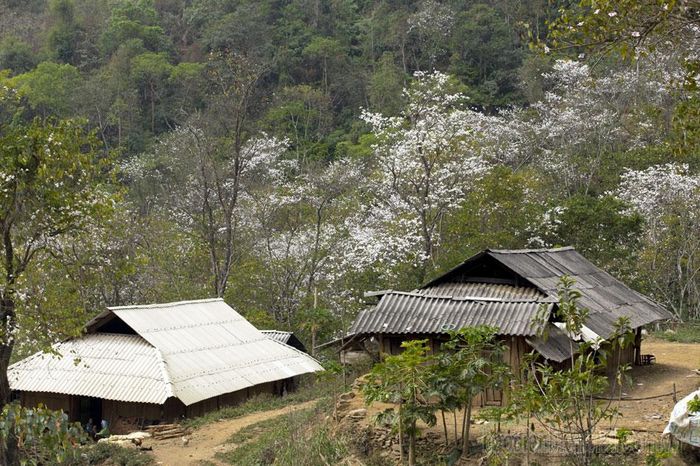 Rừng ban cổ thụ huyện Mường Ảng.