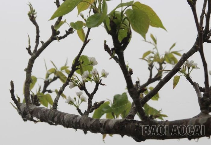  Những bông lê trắng tinh khôi giữa tiết trời xuân. 