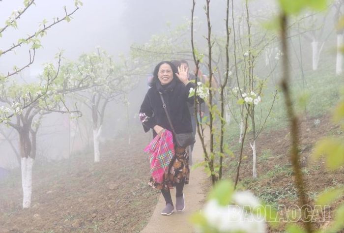  Người dân và du khách khám phá vườn lê. 