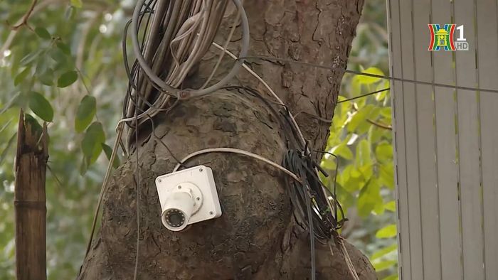 Cây xanh bị người dân tùy ý sử dụng mà không ai ngăn cản, xử phạt