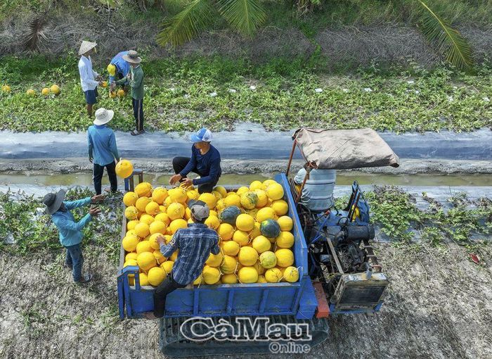 Mỗi ngày, hàng chục tấn dưa, bí đỏ, bầu, bí của nông dân xã Trần Hợi được thu hoạch bán cho thương lái.