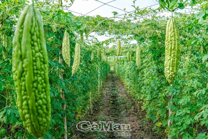 Trồng hoa màu trong mùa khô hạn rất vất vả, nhưng bù lại, giá bán cao gấp đôi so với mùa mưa nên bà con rất phấn khởi.