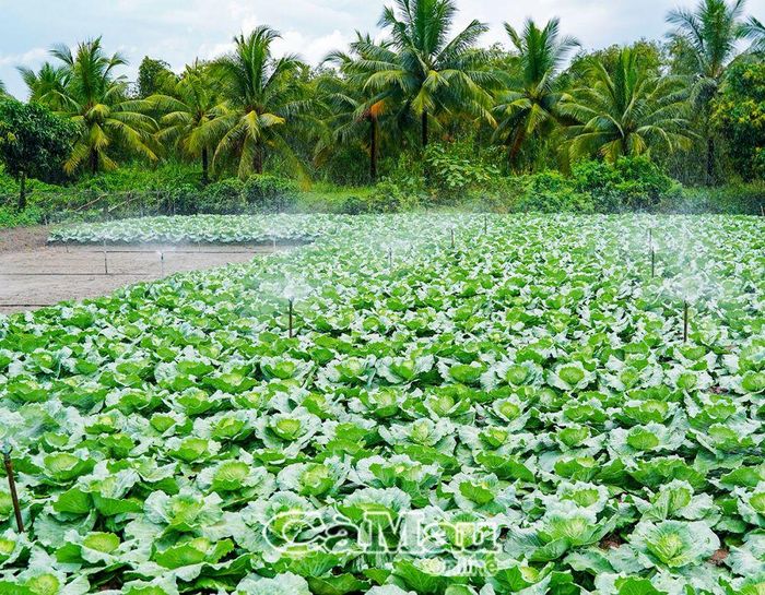 Nhờ đầu tư trang thiết bị tưới tự động mà chị Lưu Kim Đính, Ấp Cơi 6A, xã Khánh Bình Tây, duy trì vườn bắp cải xanh tươi, chuẩn bị thu hoạch.