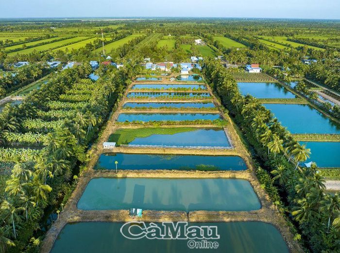 Bà con kênh Tám Khệnh, ấp Ðá Bạc A, xã Khánh Bình Tây, chủ động giữ nguồn nước ngọt nên hàng chục ao nuôi cá bổi đảm bảo nguồn nước trong mùa hạn.