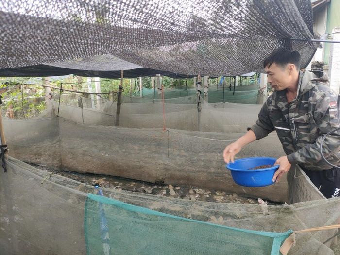 Vợ chồng chị Nguyệt nuôi ếch đúng kỹ thuật đạt năng suất cao.