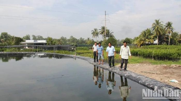 Người dân huyện Chợ Lách (tỉnh Bến Tre) trữ nước ngọt phục vụ sản xuất cây giống.