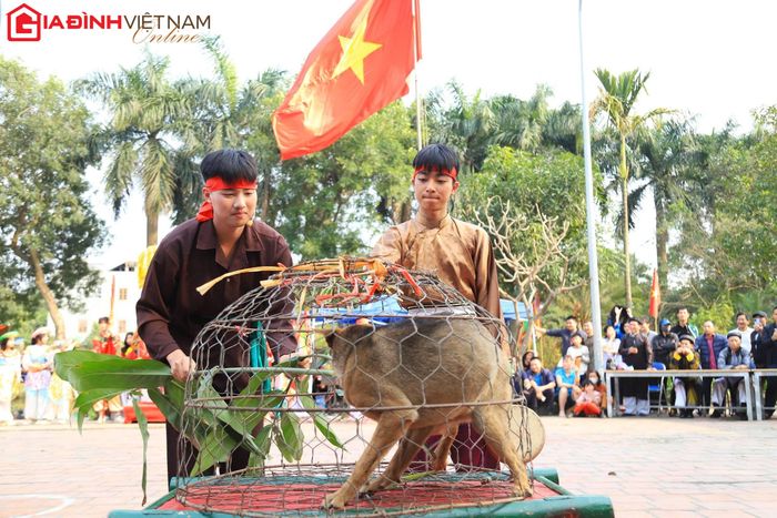 Phần thi chọc chó, nếu chó kêu thì đội đó giành chiến thắng.