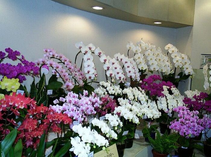 Ngoài bí quyết chọn lan hồ điệp bền, đẹp, bạn còn phải biết cách chăm sóc, chú ý đến nhiệt độ, ánh sáng, độ ẩm. (Ảnh: Colegio Santa Ines)