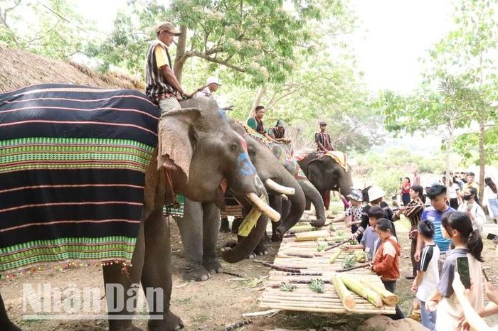 Đông đảo du khách, nhất là các bạn trẻ rất hứng thú khi ngắm voi và cho voi ăn.
