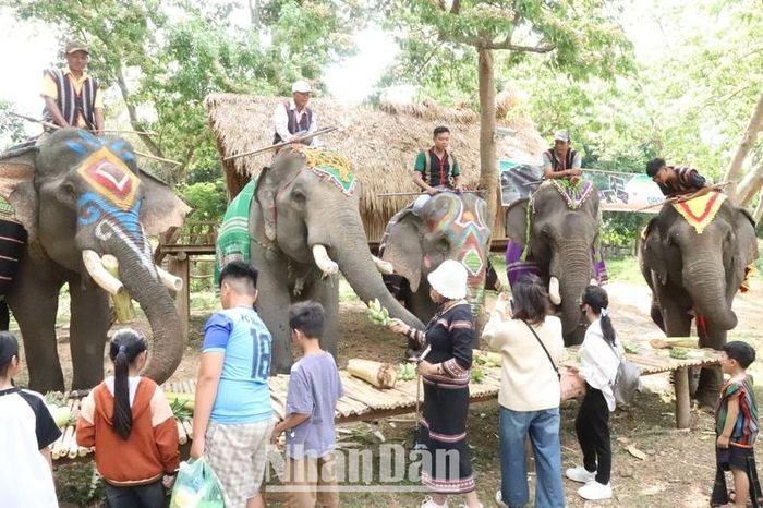 Du lịch thân thiện với voi là hướng đi đúng, góp phần bảo tồn đàn voi nhà ở Đắk Lắk và hợp với xu thế du lịch nhân văn.