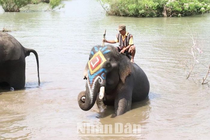 Hoạt động tắm cùng voi luôn được du khách yêu thích.