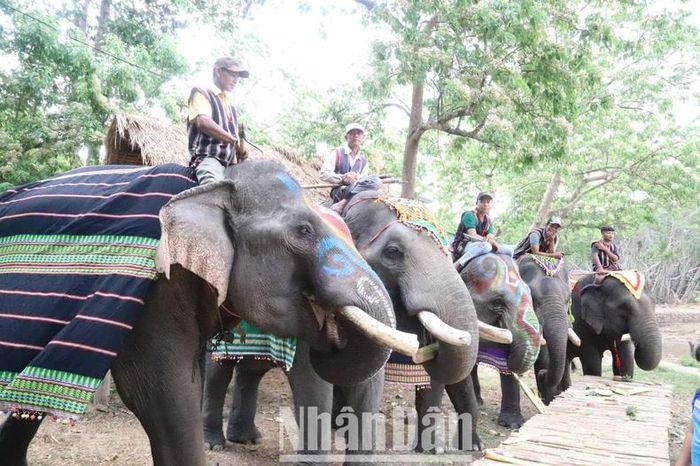 Từ ngày chuyển sang mô hình du lịch thân thiện với voi, đàn voi ở Trung tâm Du lịch cầu treo Buôn Đôn được chăm sóc ngày càng tốt hơn.