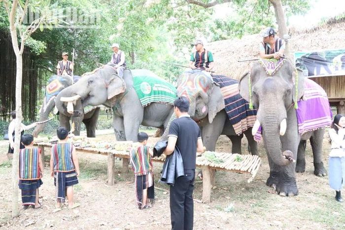 Tại Trung tâm Du lịch cầu treo Buôn Đôn hiện có 5 con voi phục vụ các hoạt động du lịch thân thiện với voi.