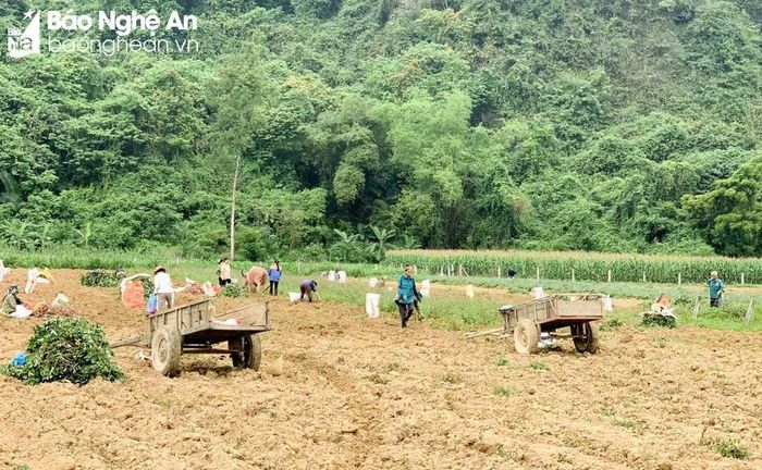  Hiện người dân Phúc Sơn đang thu hoạch khoai lang ở vùng Cồn Kè. Ảnh: T.P 