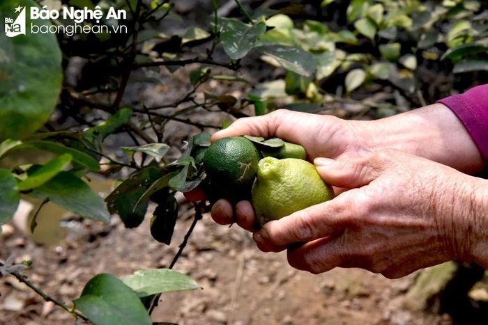  Sau một thời gian cây chanh ở thôn Bãi Ổi, xã Chi Khê (Con Cuông) bắt đầu thoái hóa, năng suất giảm dần. Ảnh: Hoài Thu 