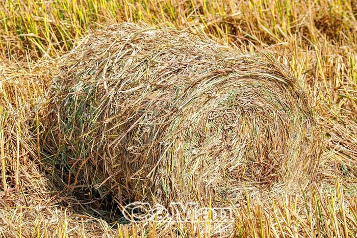 Rơm vừa là nguồn phân bón, vừa giúp giữ ẩm cho hoa màu trong mùa nắng hạn.