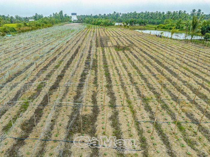 Rơm vừa là nguồn phân bón, vừa giúp giữ ẩm cho hoa màu trong mùa nắng hạn.