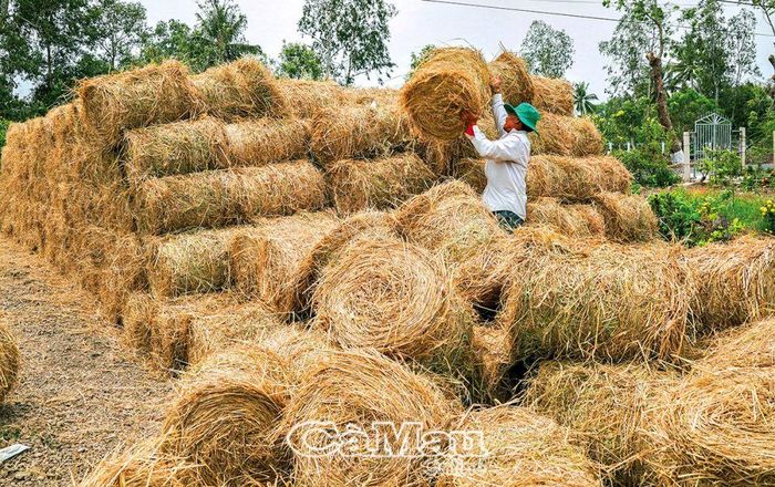 Ông Nguyễn Văn Tùng đầu tư hơn 300 triệu đồng mua máy cuộn rơm chuyên dụng, năng suất đạt trên 800 cuộn rơm/ngày.