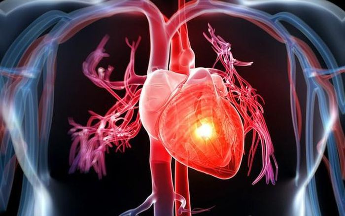 Cà rốt góp phần làm giảm mức cholesterol xấu và cải thiện sức khỏe tim mạch.