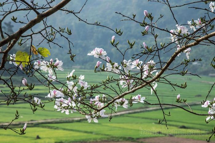 Hoa ban điểm tô cho những cánh đồng lúa tại bản Nà Sự, xã Chà Nưa, huyện Nậm Pồ.
