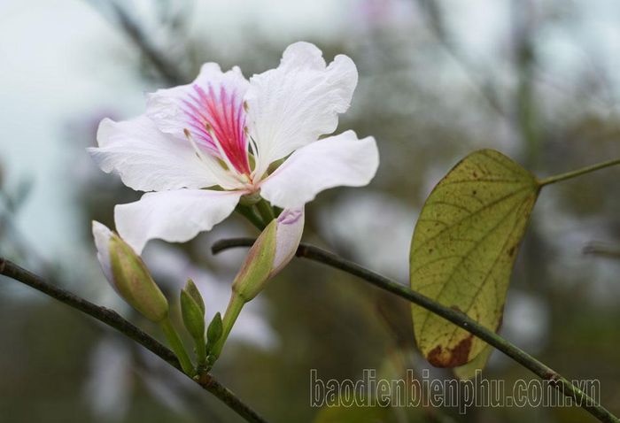 Những bông hoa ban cánh trắng muốt.
