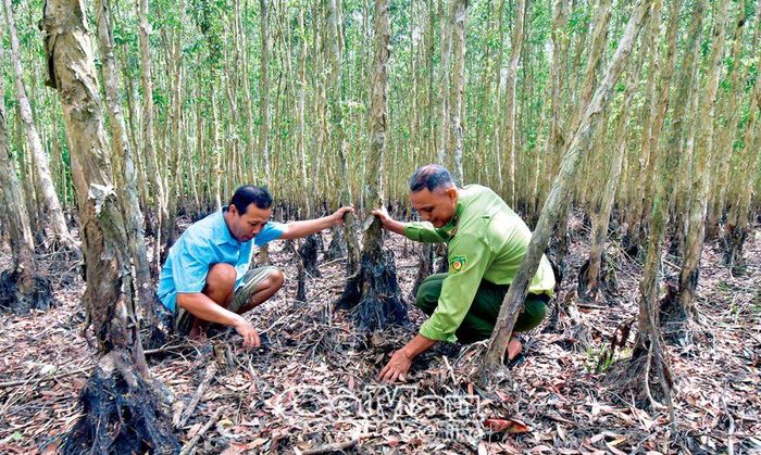 Trên địa bàn xã có 525 ha rừng, chủ yếu là rừng tràm được trồng tại hộ gia đình, thuộc 3 ấp; có 3 thang trông canh lửa rừng và tất cả do người dân trực canh. “Hạn hán hoàn toàn, không sản xuất được để có thu nhập, trong khi đó trực canh lửa cả ngày nên lực lượng này gặp nhiều khó khăn trong sinh hoạt, cả về thức ăn, nước uống”, ông Nguyễn Minh Dương, cán bộ Kiểm lâm phụ trách địa bàn xã Khánh Bình Tây Bắc (bên phải), chia sẻ. (Ảnh chụp tại khu rừng 3 ha của hộ Dương Văn Ðạo, Ấp 2, đã khô khan cách nay gần 1 tháng).