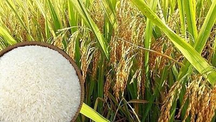 Giá lúa gạo hôm nay (15-3) tại thị trường trong nước ổn định. Ảnh: thoibaokinhte.vn